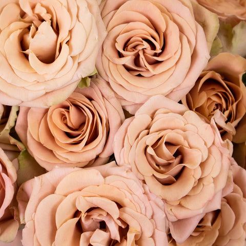 Mauve Spray Garden Rose Flower Up Close