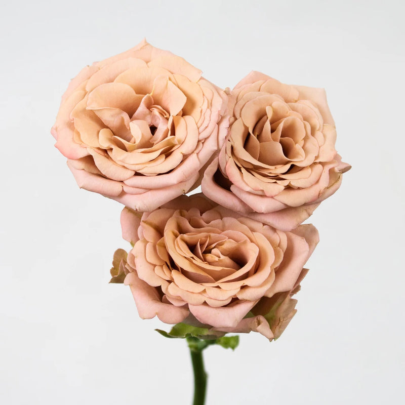 Mauve Spray Garden Rose Flower Stem