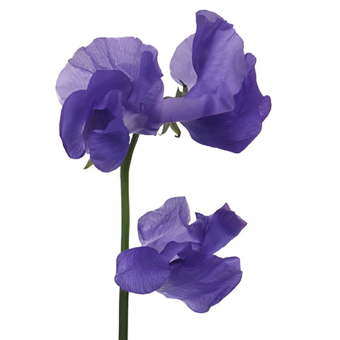 Violet Designer Japanese Sweet Pea Flowers