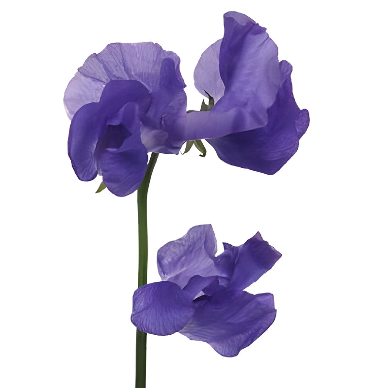 Violet Designer Japanese Sweet Pea Flowers