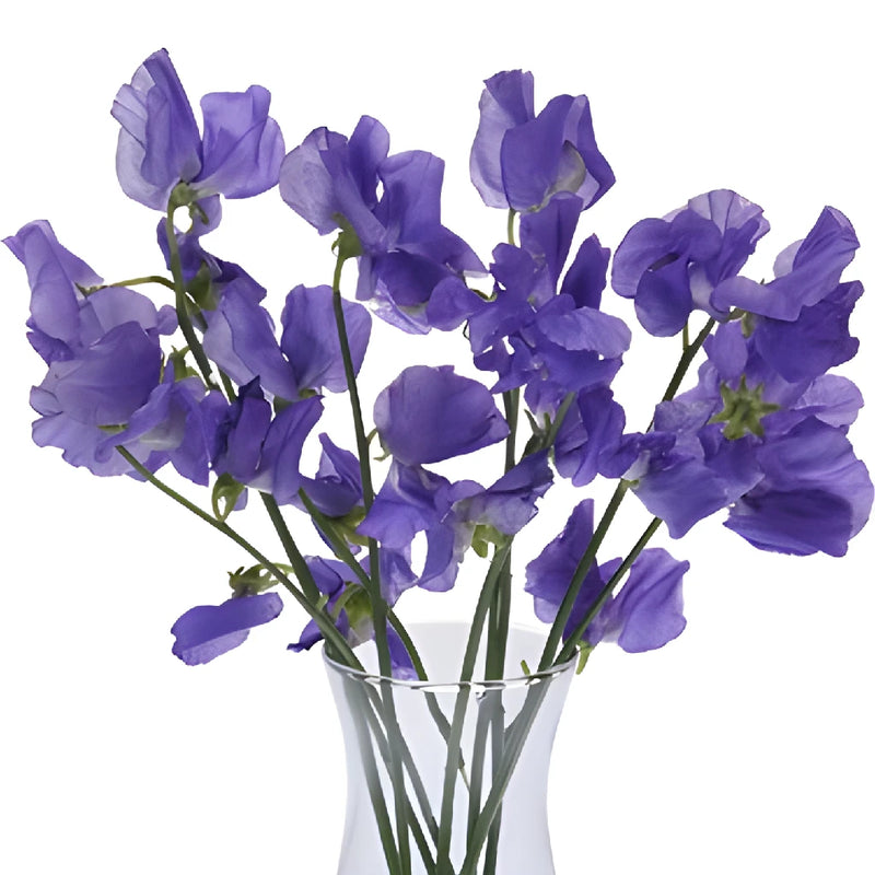 Violet Designer Japanese Sweet Pea Flowers