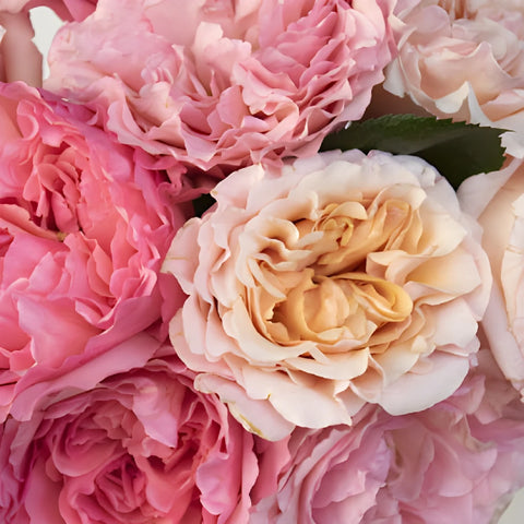 Sunset Hues Fresh Cut Pink Mayra Roses