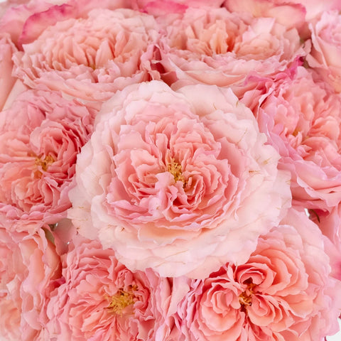 Mayra Pink Ruffles Garden Rose Close Up - Image