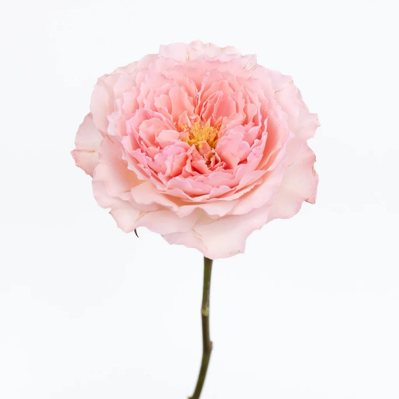 Mayra Pink Ruffles Garden Rose Stem - Image