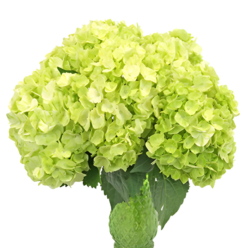 Lime Green Medellin Hydrangea Wholesale Flower In a vase