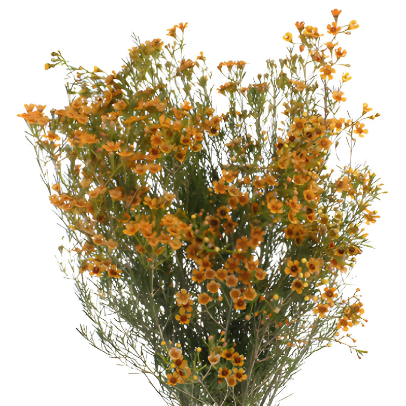 Light Orange Tinted Wax Flowers May to November Delivery