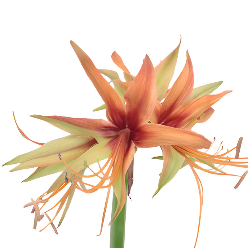 Orange Red Amaryllis Flowers