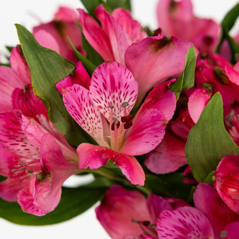 Merlot Alstroemeria Flower Close Up - Image