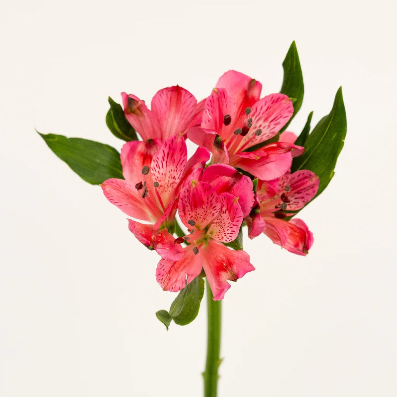 Merlot Alstroemeria Flower Stem - Image