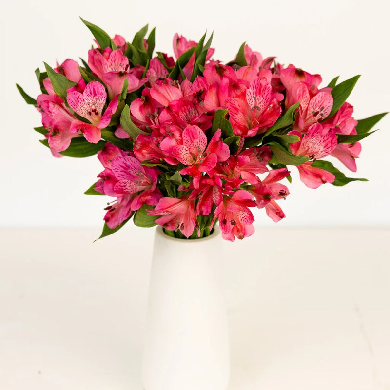 Merlot Alstroemeria Flower Vase - Image