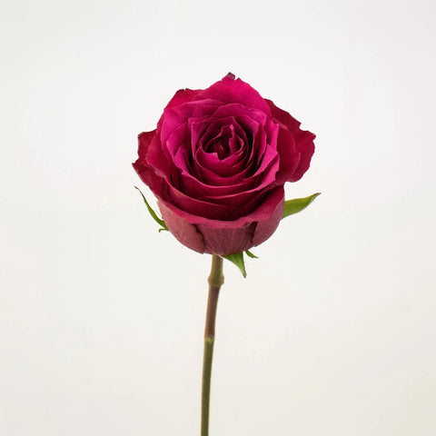 Merlot Red Rose Stem