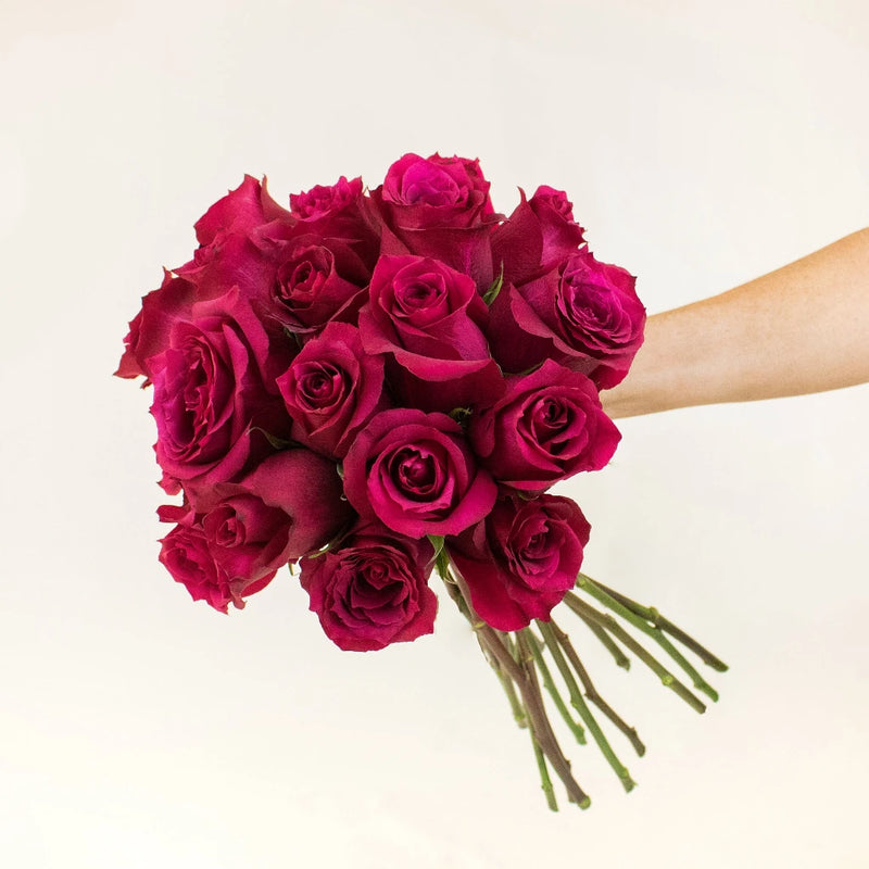 Merlot Red Roses in a Hand