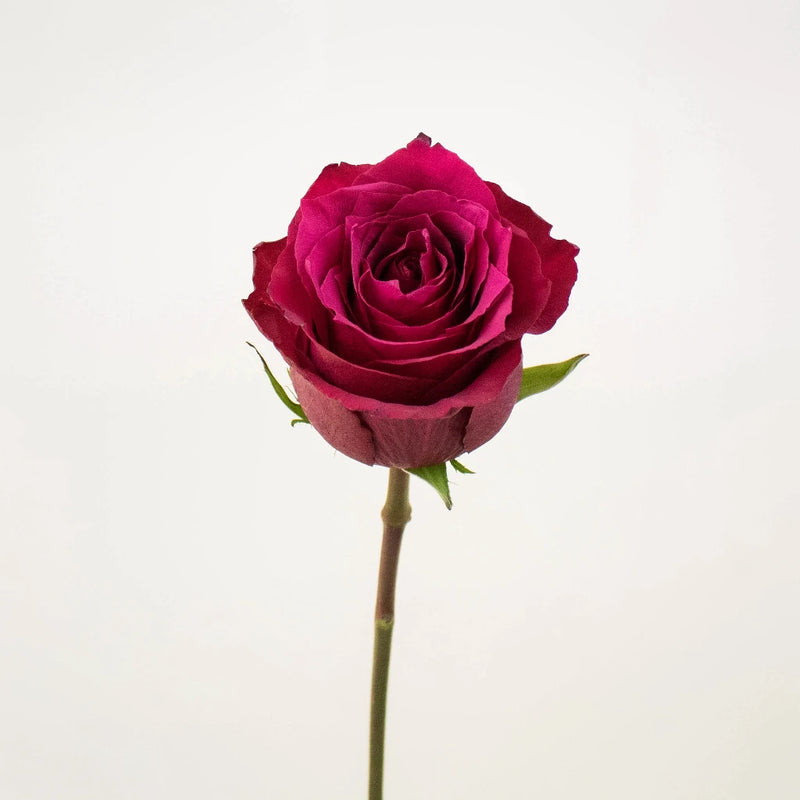 Merlot Red Valentines Roses Stem