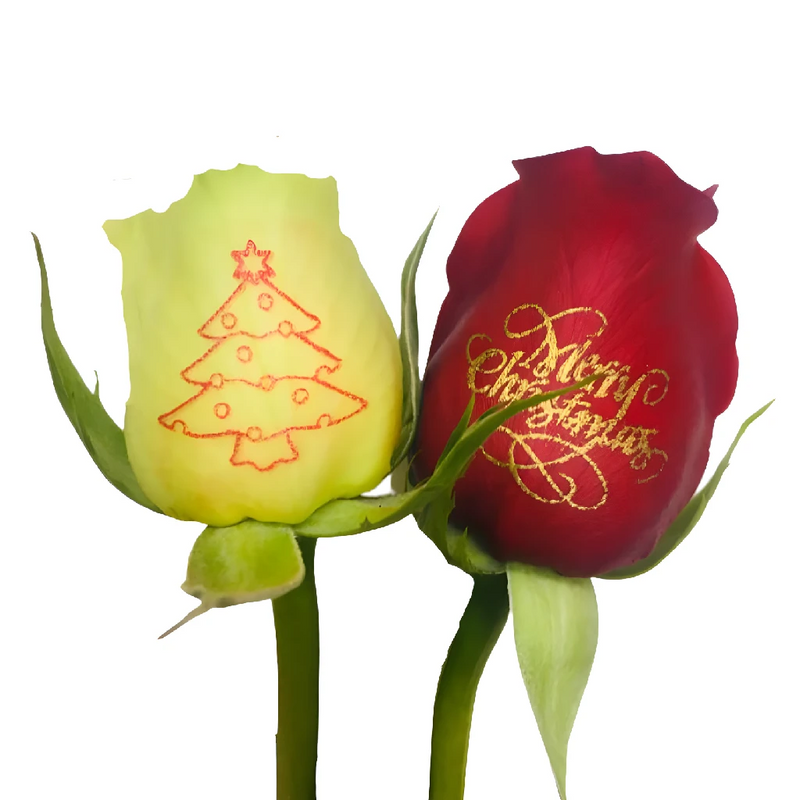 Merry Christmas Personalized Roses Close Up - Image