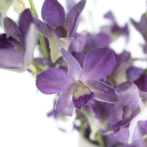 Midnight Purple Dendrobium Orchids Close Up - Image