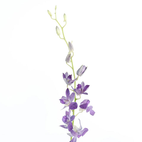 Midnight Purple Dendrobium Orchids Stem - Image