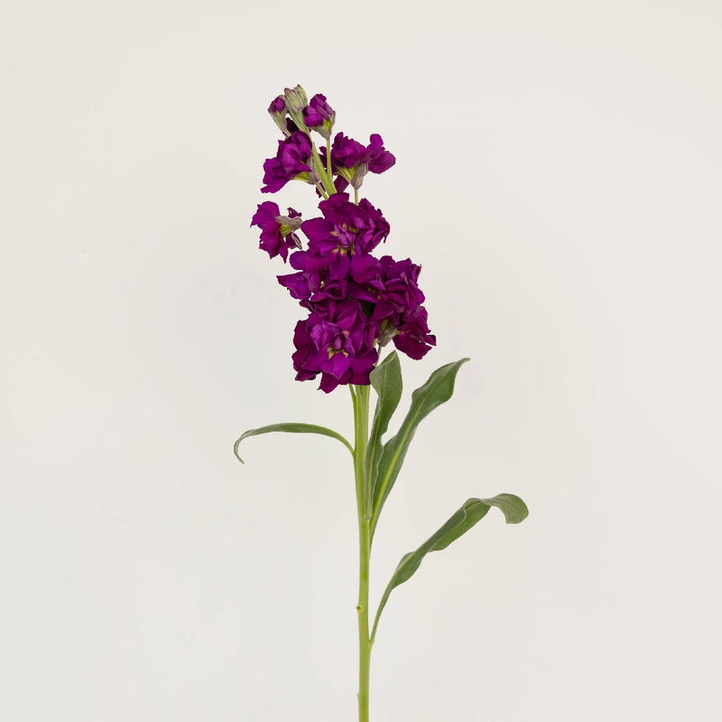 Midnight Purple Stock Flower Stem - Image