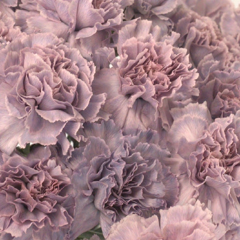 Midsummer Dream Purple Carnation Close Up - Image