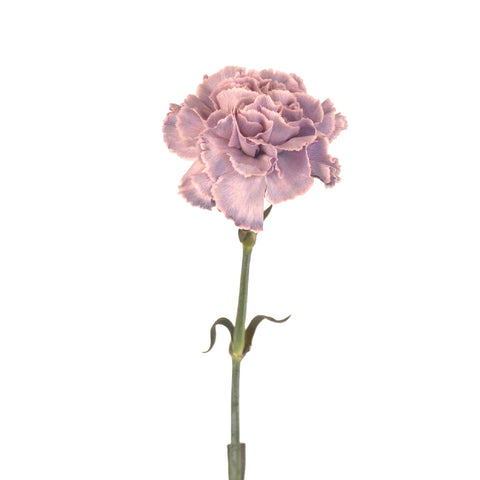 Midsummer Dream Purple Carnation Stem - Image