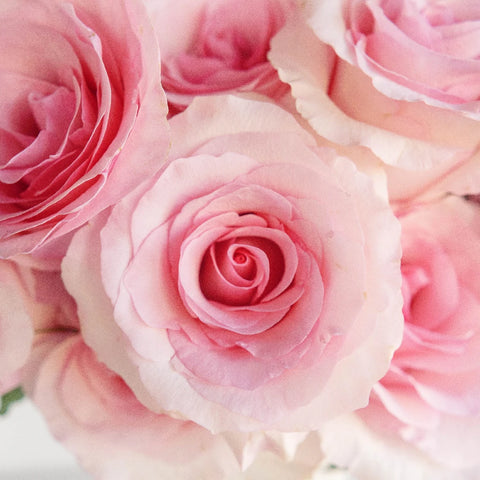 Millennial Pink Gigantic Rose Close Up - Image