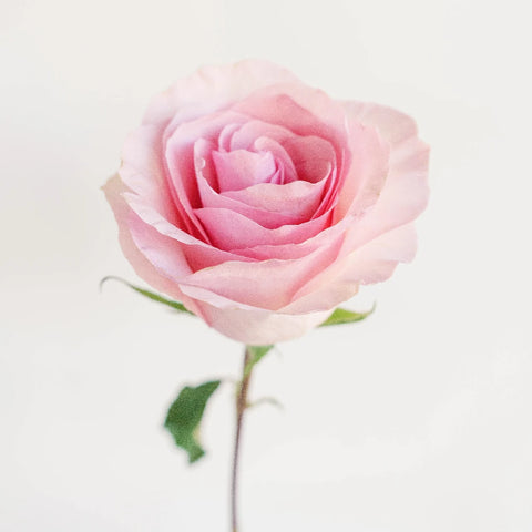 Millennial Pink Gigantic Rose Stem - Image