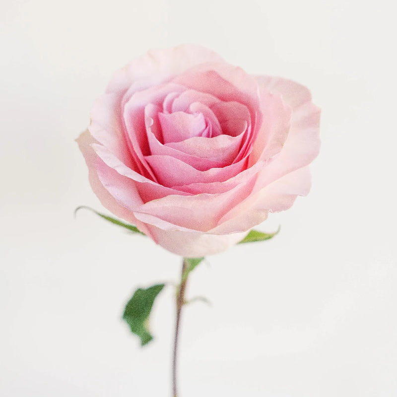 Millennial Pink Gigantic Rose