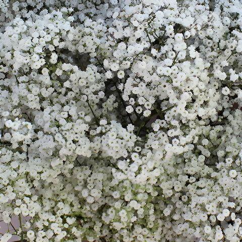 Bulk Baby's Breath Flower Million Star
