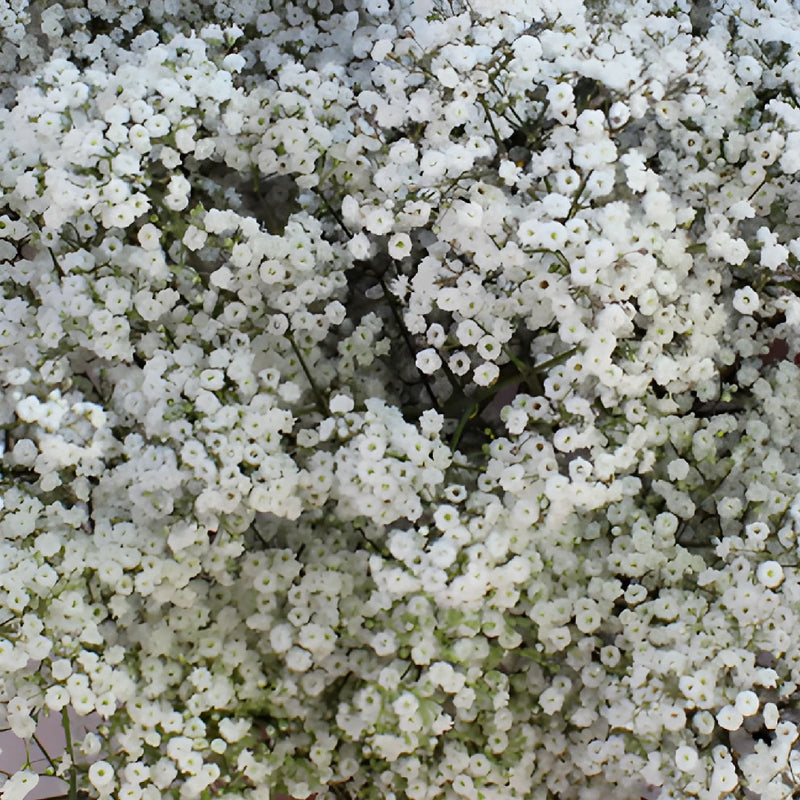 Bulk Baby's Breath Flower Million Star