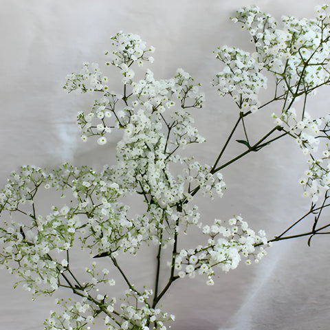 Bulk Baby's Breath Flower Million Star