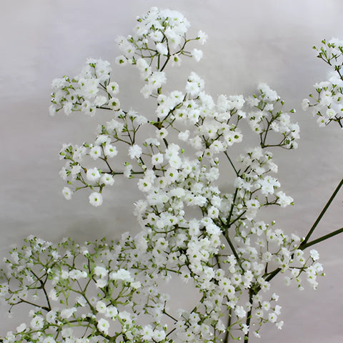 Bulk Baby's Breath Flower Million Star