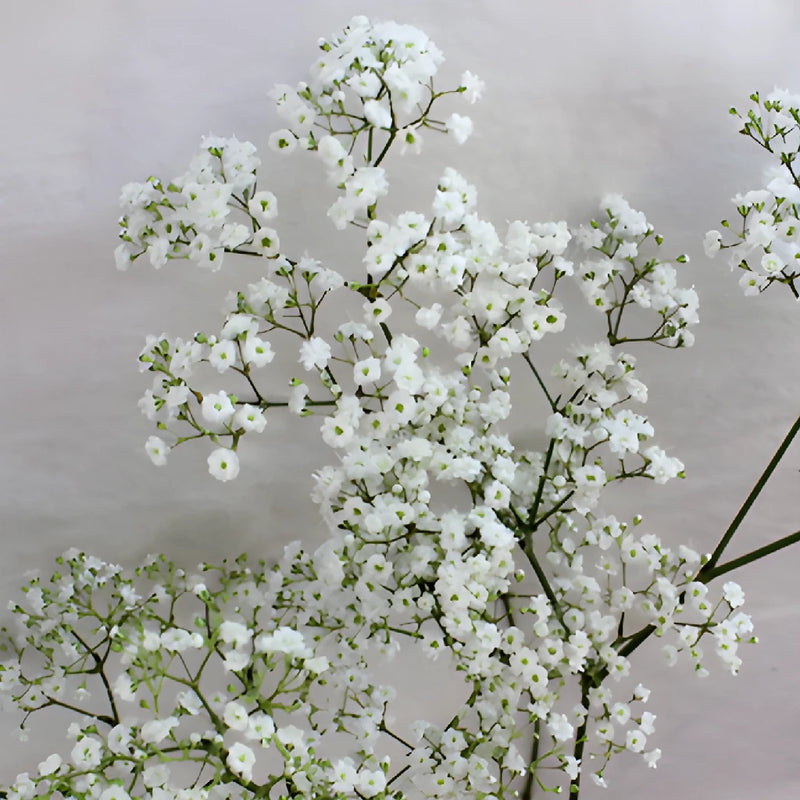 Bulk Baby's Breath Flower Million Star