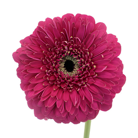 Raspberry Pink Gerrondo Gerbera Daisies