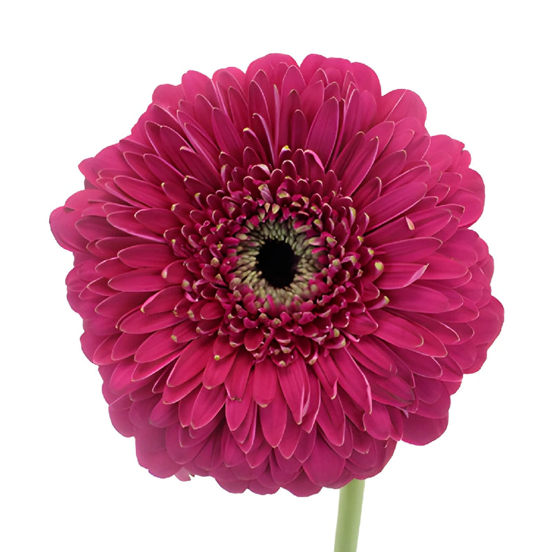 Raspberry Pink Gerrondo Gerbera Daisies
