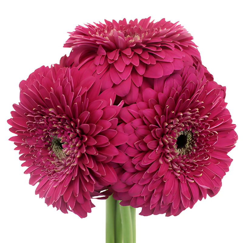 Raspberry Pink Gerrondo Gerbera Daisies