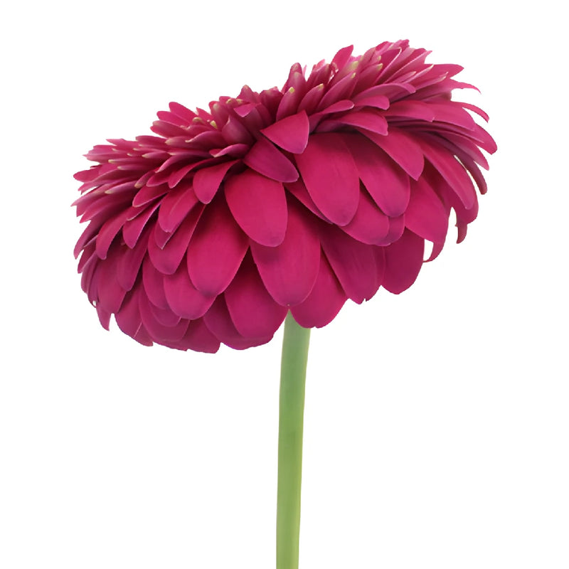 Raspberry Pink Gerrondo Gerbera Daisies