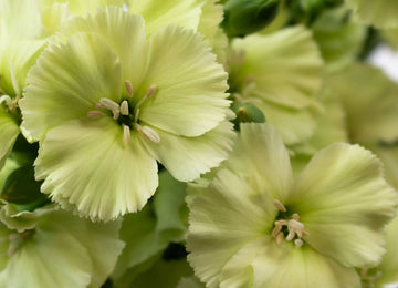 Mint Green Solomio Flower Up Close