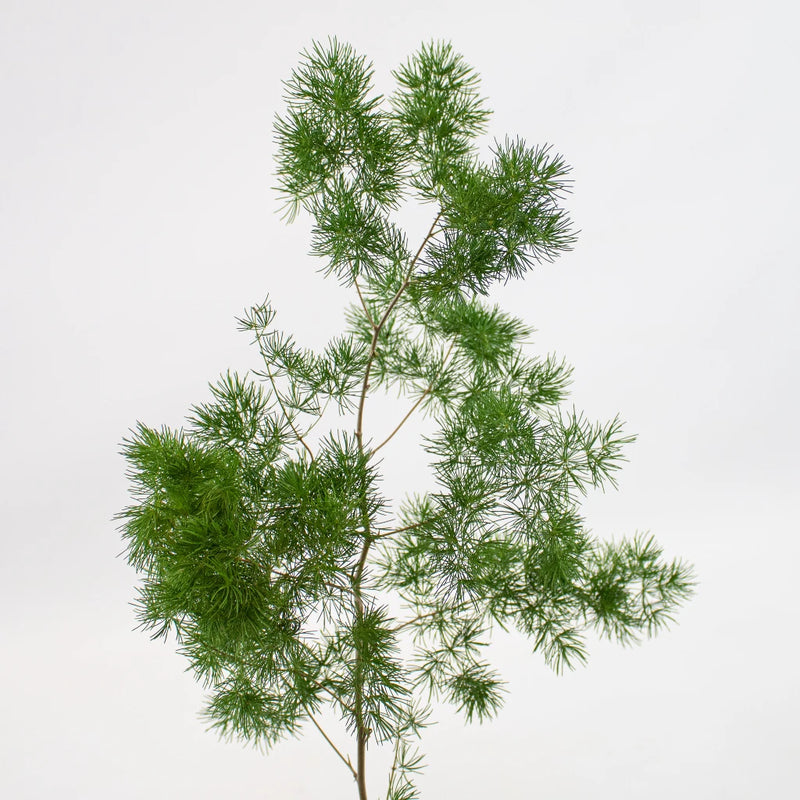 Green Ming Fern Greenery Stem