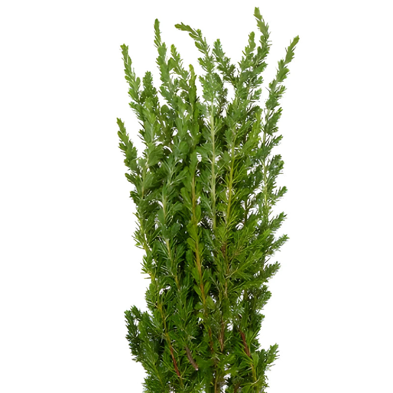 Ming Juniper Winter Greenery