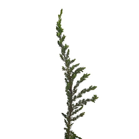 Ming Juniper Winter Greenery