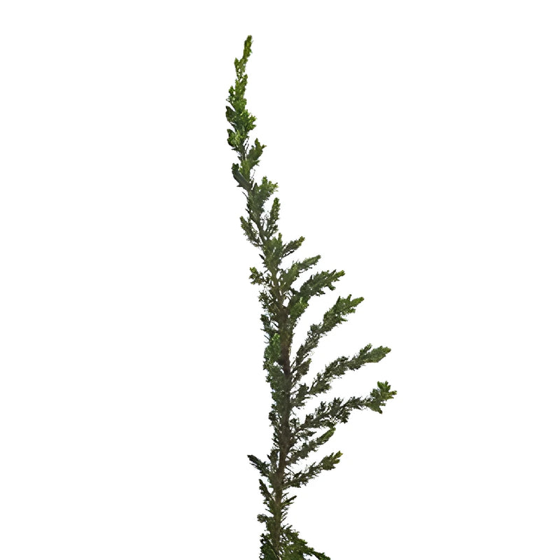 Ming Juniper Winter Greenery