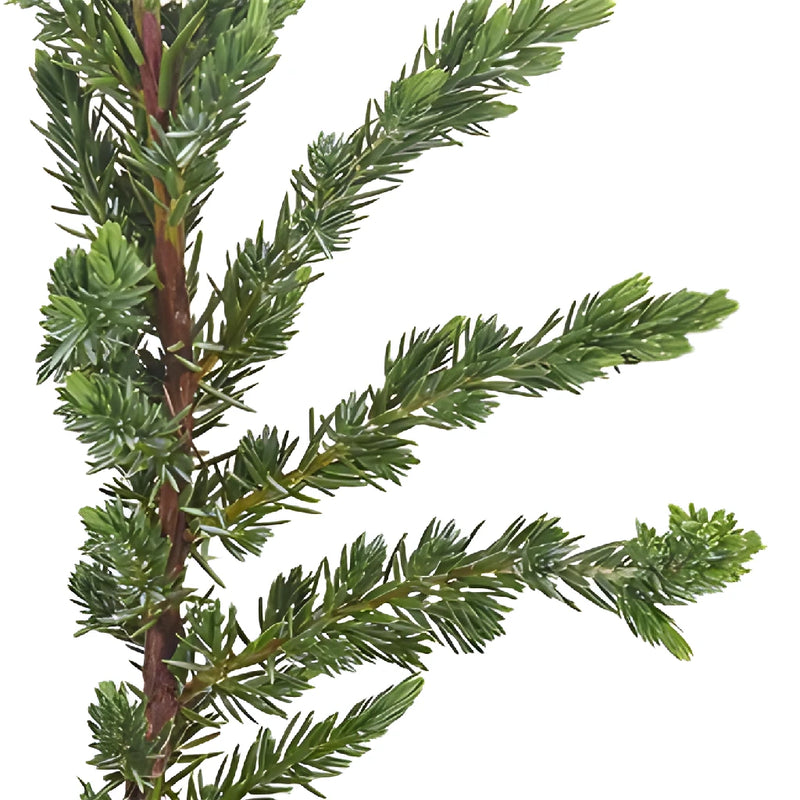 Ming Juniper Winter Greenery
