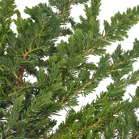 Ming Juniper Winter Greenery