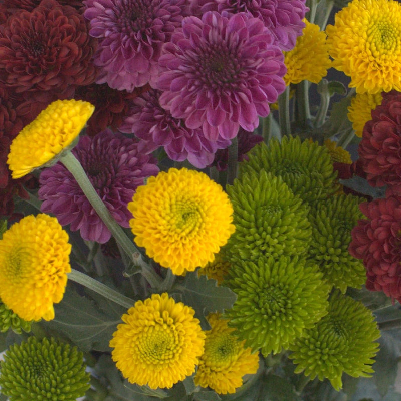 Mini Button Pom Assorted Colors Flower Close Up - Image