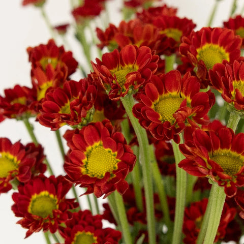 Mini Cheerful Orange Santini Close Up - Image