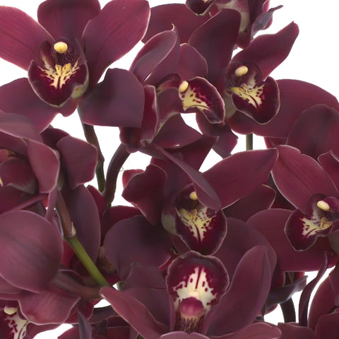 Mini Cymbdium Orchids Blushing Burgundy Close Up - Image