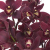 Blushing Burgundy Mini Cymbidium Orchids