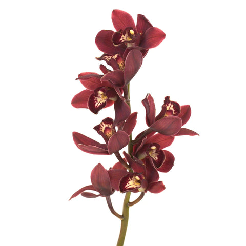 Mini Cymbdium Orchids Blushing Burgundy Stem - Image