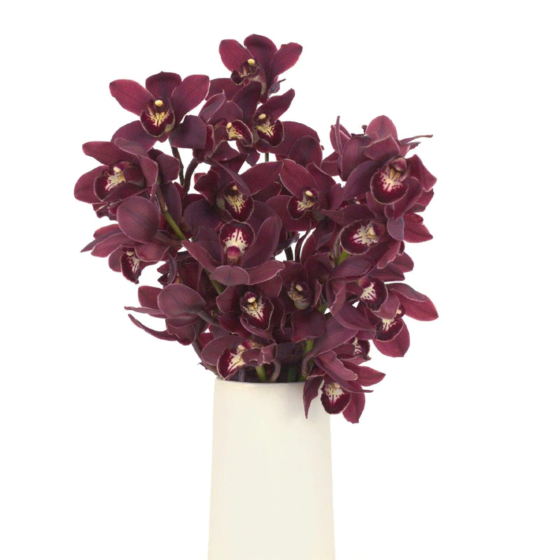 Mini Cymbdium Orchids Blushing Burgundy Vase - Image