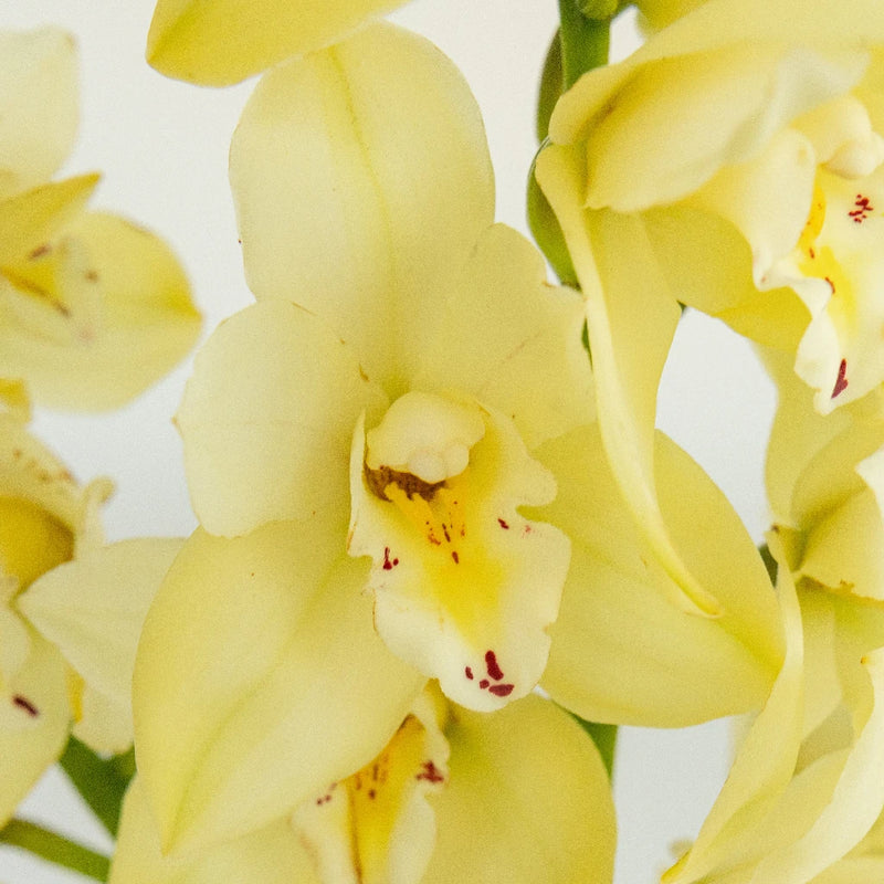 Mini Cymbidium Orchids Cream Delight Close Up - Image