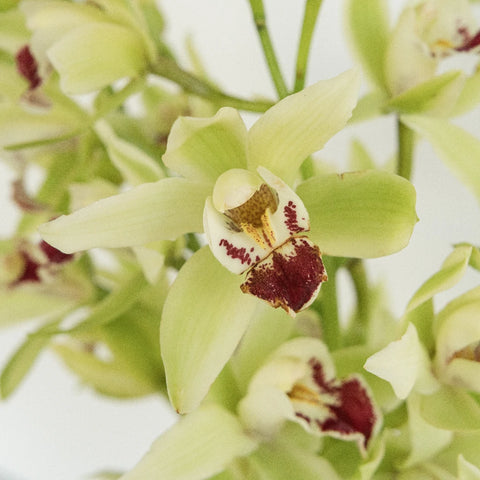 Mini Cymbidium Orchids Green Flower Close Up - Image